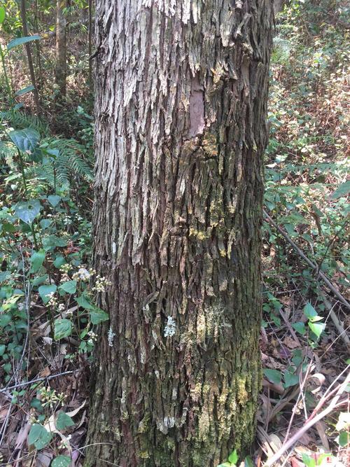 西南桦木,水冬瓜木