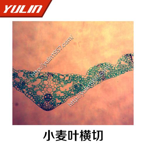 小麦叶横切 生物显微镜玻标本片植物类 高等院校实验用