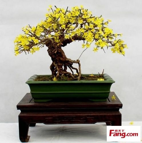 好看的迎春花盆景