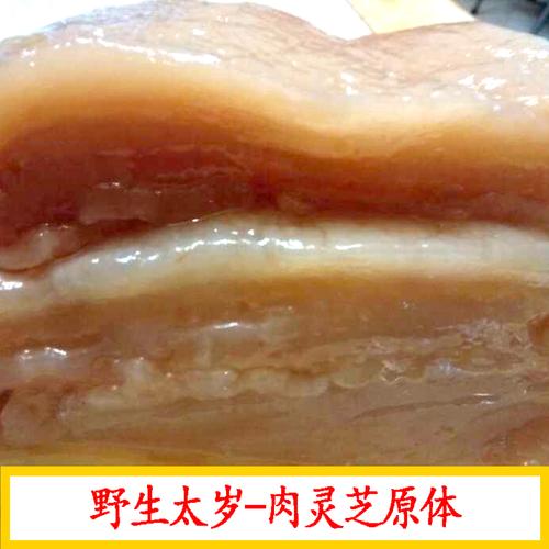 千年野生天然太岁-肉灵芝繁育活体肉200g 原液2500ml泡水养生包活