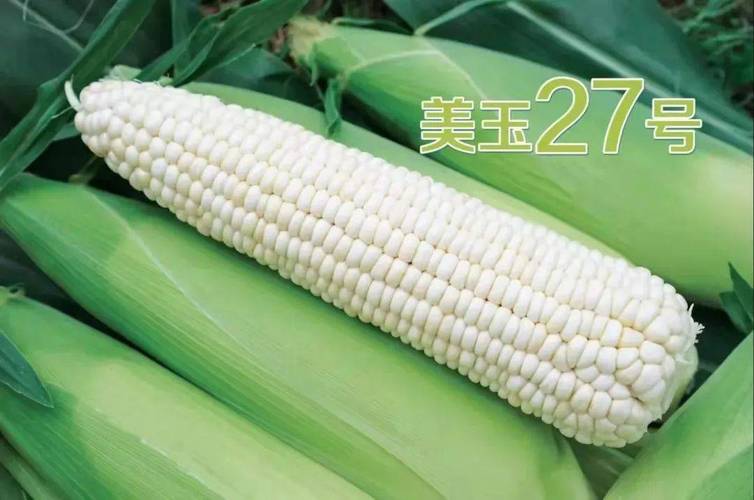 经销商疯抢种植户点赞什么鲜食玉米品种这么牛