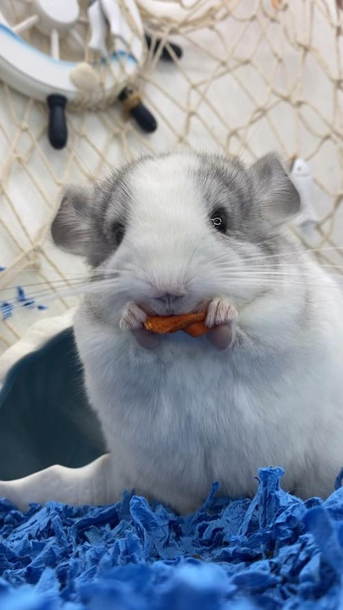 萌宠龙猫熊猫眼银斑怎么炼成的