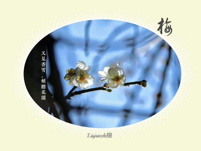又见香雪,倾听花开