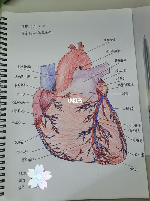 心脏前面观_解剖图_人文_绘画