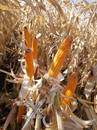 黑龙江屯玉178品种表现