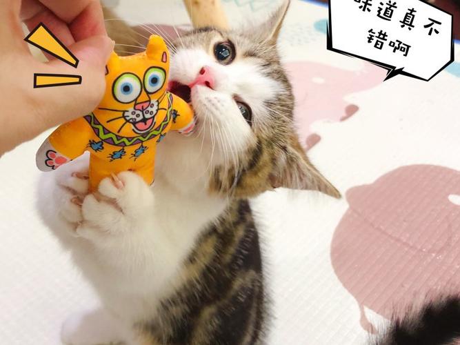 李喜猫