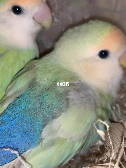 苹果绿奥桂_鹦鹉_牡丹_牡丹鹦鹉_宠物_宠物其他