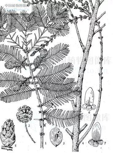 上财物种说 | 樟树和水杉南方送给我的初封邀请函.