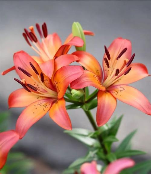 百合花图片百合花图集百合花高清大图