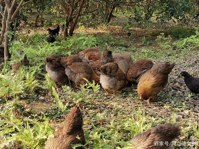 茶山鸡在茶树林下觅食