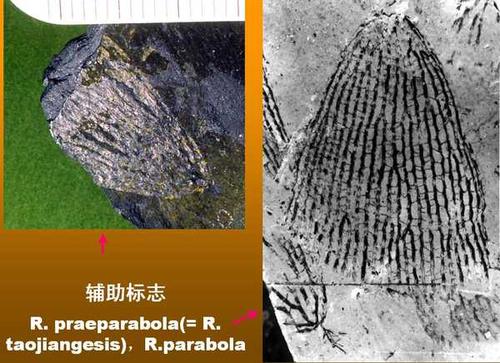 陡山沱组是以组为岩石地层单位的地层结构.