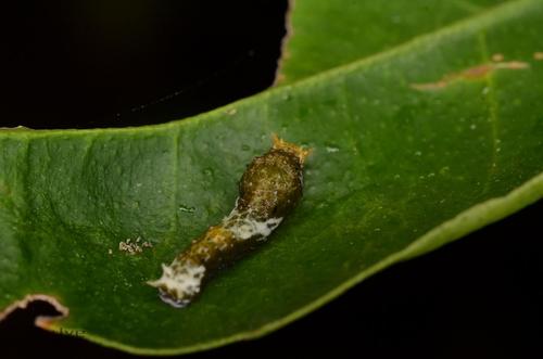 玉带凤蝶幼虫 papilio polytes