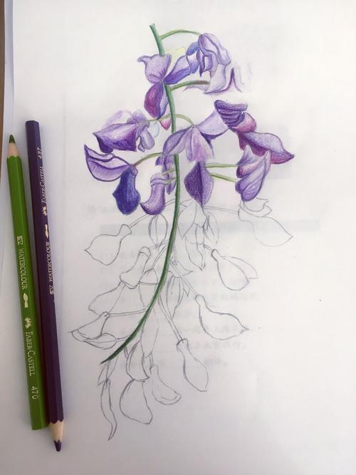 零基础彩铅手绘玉兰花和紫藤花