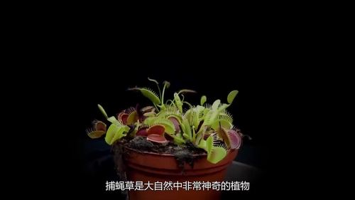 捕蝇草吃死神辣椒会发生什么?作死老外亲测,画面真的是有趣!