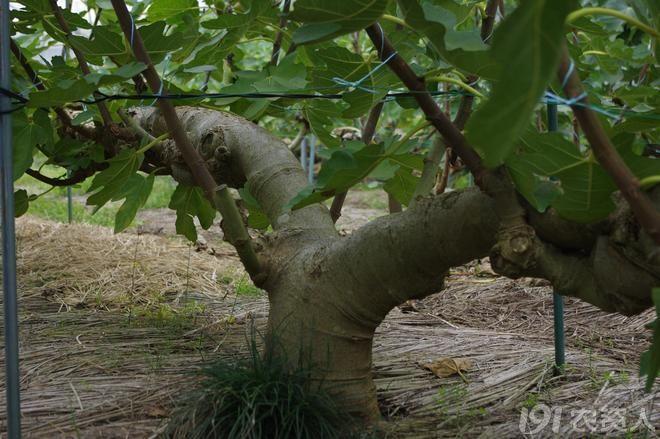 欣赏一些无花果的树型