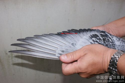 看起来一边只有9支.他只透过照片看过这羽鸽子.他很信任我们. 现在.