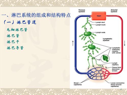 淋巴系统概述