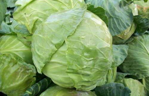 买包菜挑圆的好还是挑尖的好差别挺大的挑错做菜不好吃