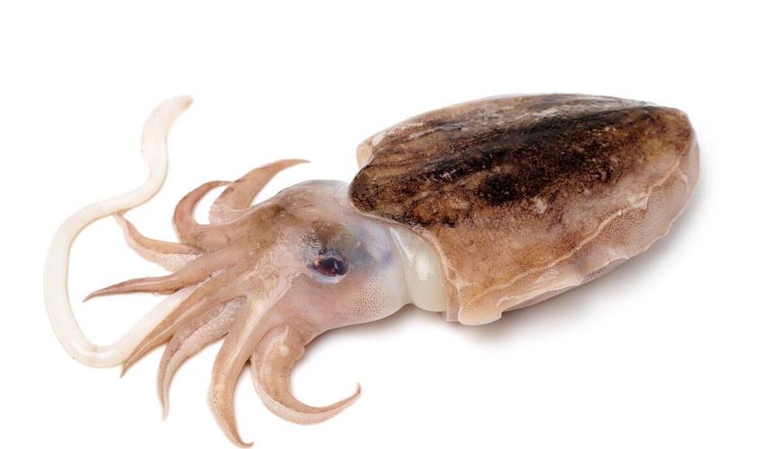 原创东盛澜丨乌贼和章鱼的区别