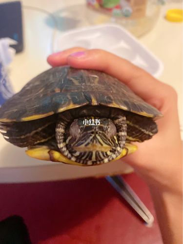 我的乌龟脖子怎么了?_宠物_宠物_宠物其他