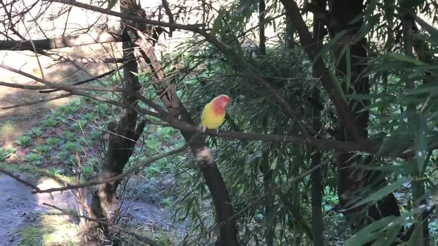 一只野生桃面牡丹鹦鹉