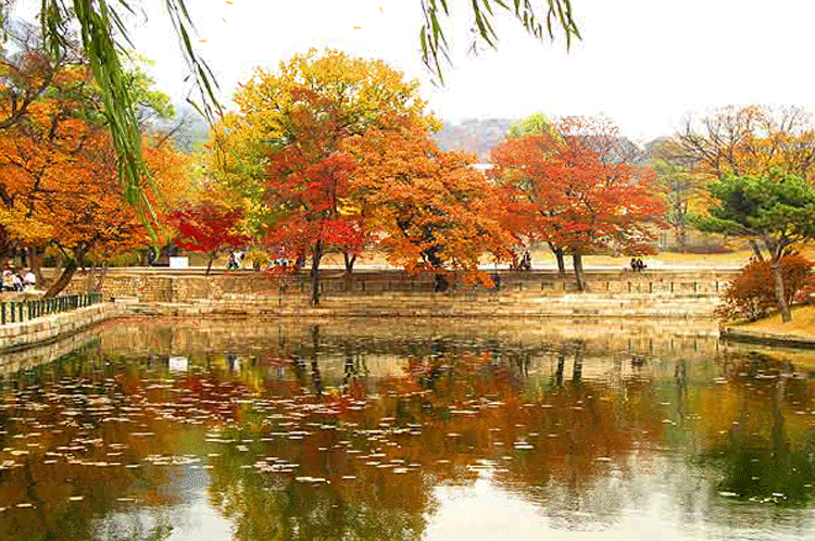 【转载】精典gif动态大图素材之枫叶情[网络素材 春山