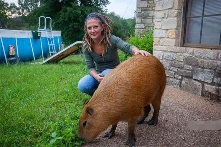 世界上最大的老鼠有多大优质