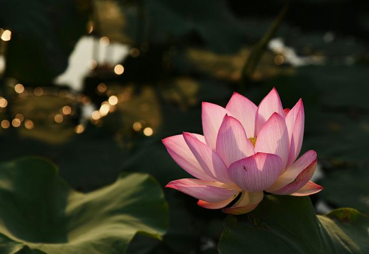 禅意莲花——拍自东屯大王庄莲池