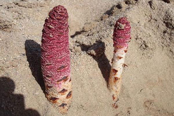 内蒙古肉苁蓉沙漠人参