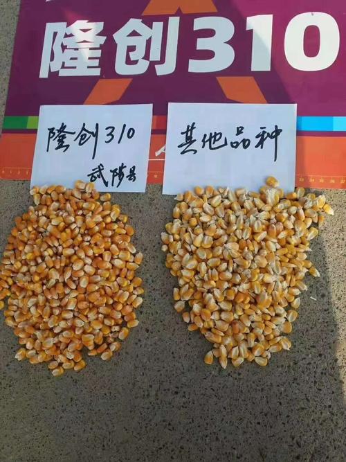 隆创310咱大户的首选