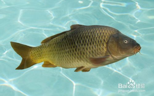鲤鱼与鲫鱼,最能混淆的两种鱼