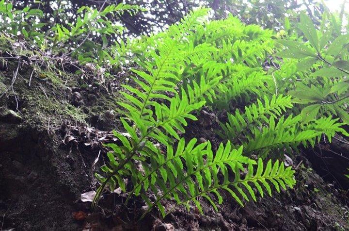 连城冠豸山.各种蕨类,石韦什么的.山顶的小瓦松,红彤彤的