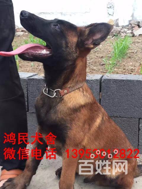 【精品马犬繁育基地】出售精品血统马犬幼犬,价格优惠