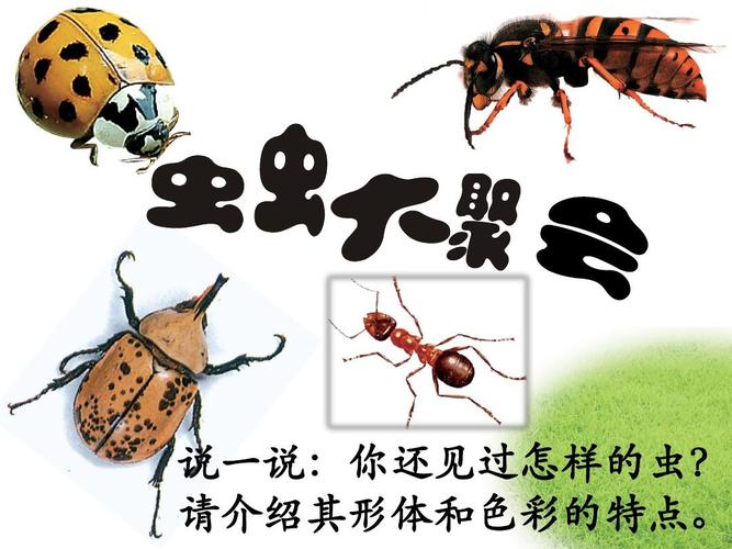 虫虫大聚会ppt