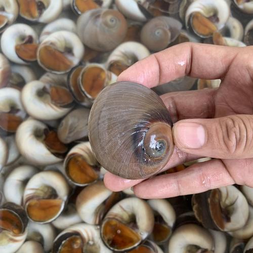 老码头猫眼螺鲜活大500g超大沙螺野生海螺花螺肚脐螺