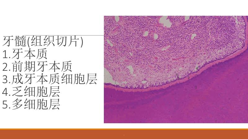 口腔组织病理学复习切片