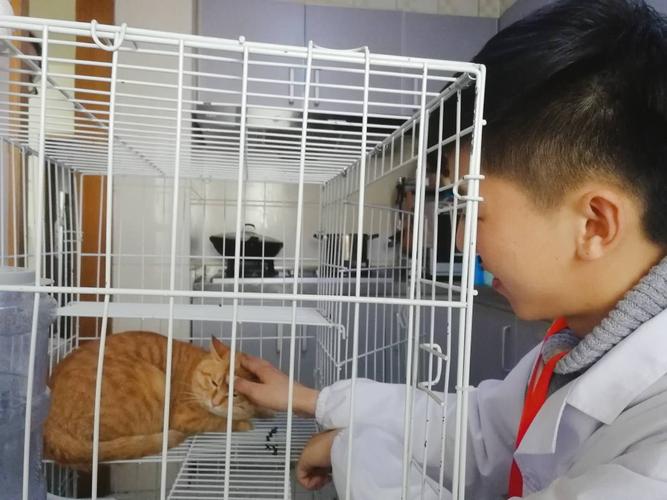 幼猫加强版-硕腾妙三多 硕腾狂犬疫苗套餐宠安安上门驱虫体检