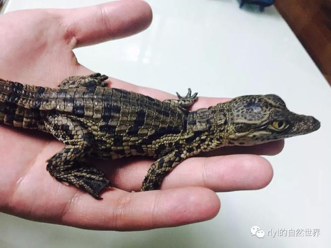 泰鳄和湾鳄的区别,尼罗鳄有着独一无二黄绿色的眼睛,我将这三个品种