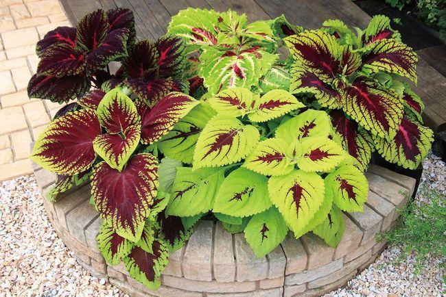 8种颜值高的彩色观叶植物,半阴处也可以养好,|盆栽|彩叶草|植株|叶子