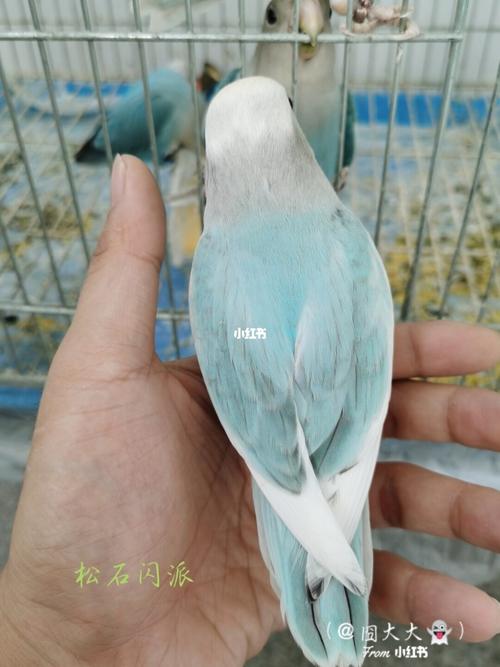 部分幼鸟品种参考桃面牡丹鹦鹉