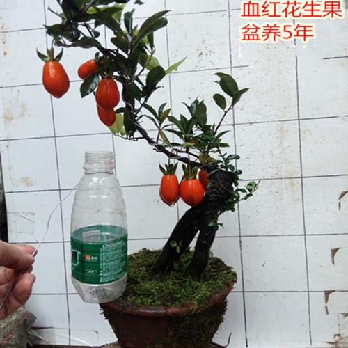 金蛋子母桩金弹子c树桩盆景血钻树苗绿植瓶兰花血红葫芦果