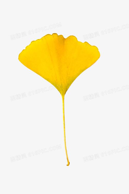 黄色银杏叶图片免费下载_png素材_编号z09ix37rz_图精灵