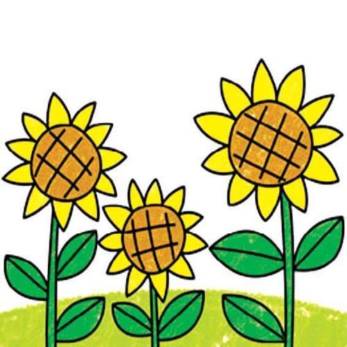 向日葵的生长过程简笔画手抄报 党的生日手抄报