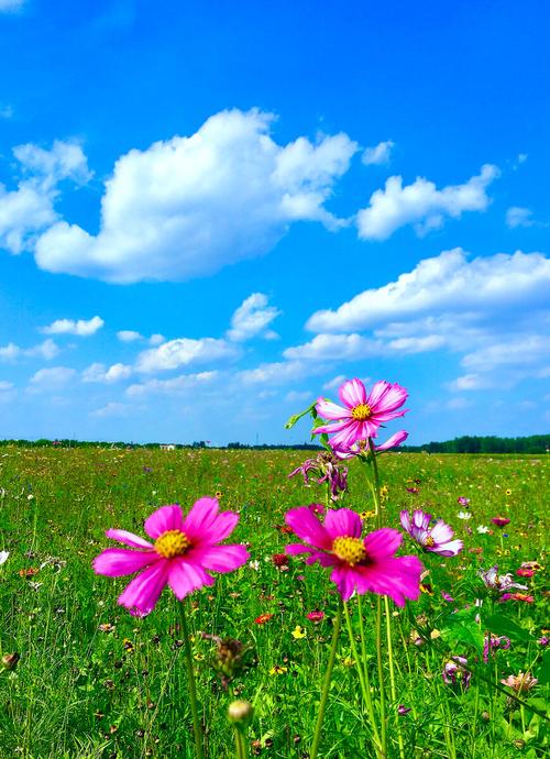 格桑花它又称格桑梅朵在藏语的意思中格桑代表幸福所以也可以叫幸福花