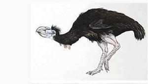  p>戈氏鸟又称"加斯顿鸟",此前也被称之为"冠恐鸟",是另一种令人恐怖