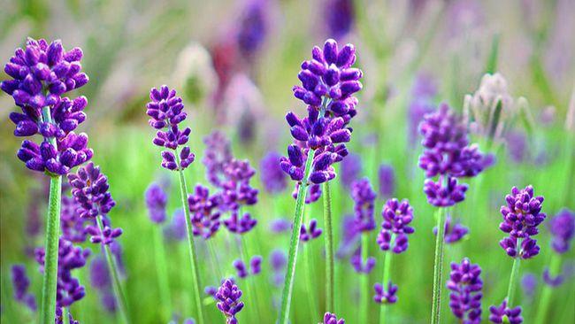薰衣草的花语:等待爱情.