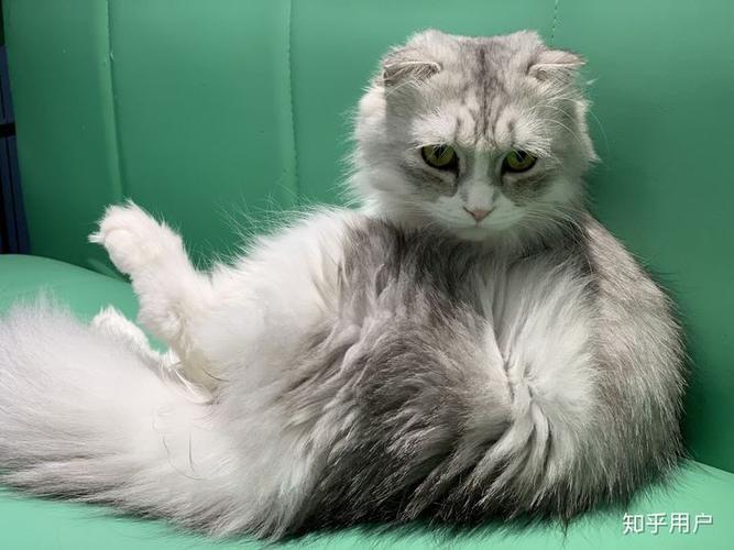猫真的会被打服吗?