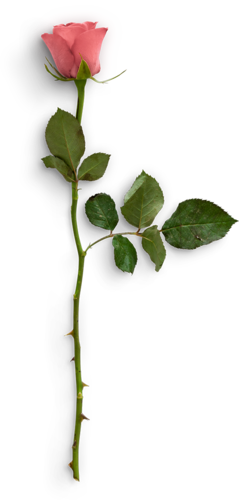 摄影真花玫瑰 叶子 png免抠 (550)