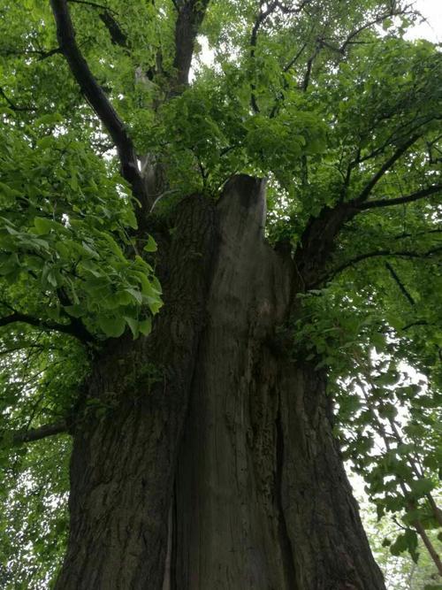 明代的这棵古银杏有700多岁了,如此根深叶茂,郁郁葱葱.