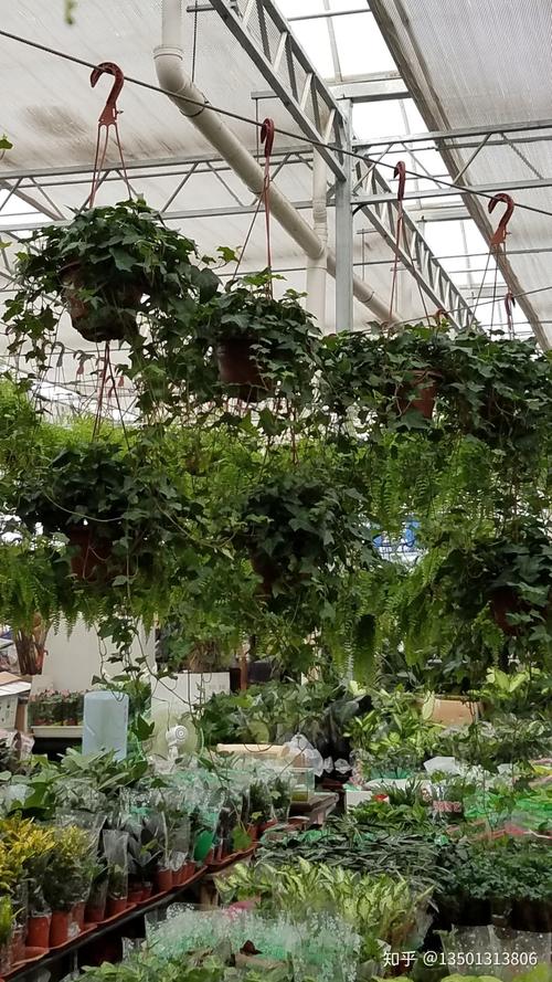 北京必去的一家花卉市场